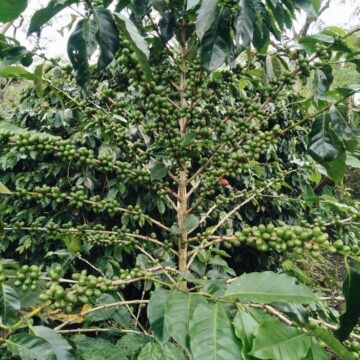 LAURINA3 Indonesia — Supriyanto - Image 6