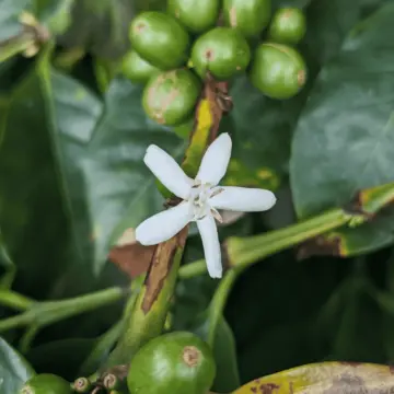 /004³ Colombia  — El Girasol - Image 3
