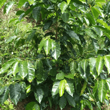 ROSADO Colombia — Finca El Jaragual - Image 2