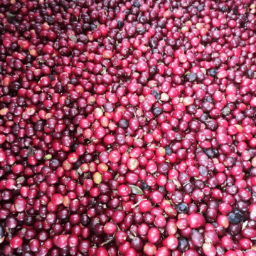 ROSADO Colombia — Finca El Jaragual - Image 3