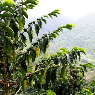 GESHA Colombia — Las Marias - Image 2