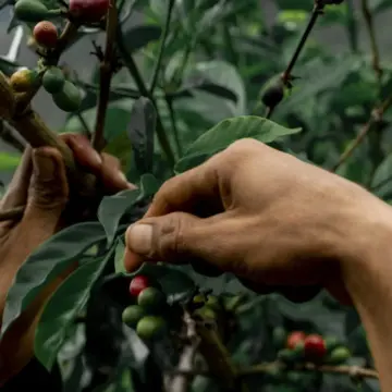 MARAGESHA Colombia  — Wilder Lazo - Image 3