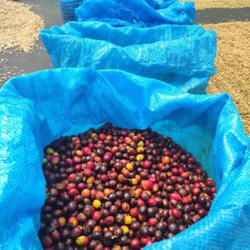 TYPICA MEJORADO Colombia — La Quebraditas - Image 3