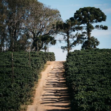 /001³ Brazil — São Domingos - Image 2