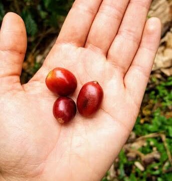 DECAF — El Trebol - Image 3