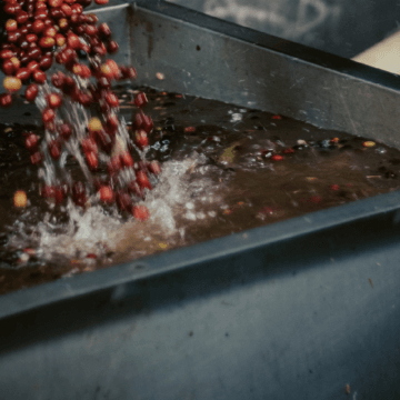 TYPICA DECAF Colombia - Nogales - Image 7