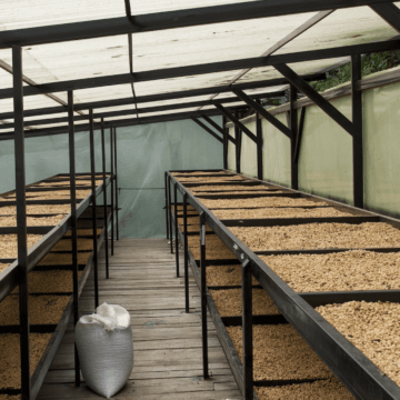CATURRA DECAF Colombia - Nogales - Image 6