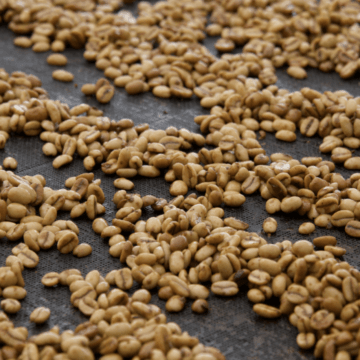 TYPICA DECAF Colombia - Nogales - Image 4