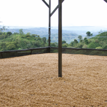 TYPICA DECAF Colombia - Nogales - Image 3