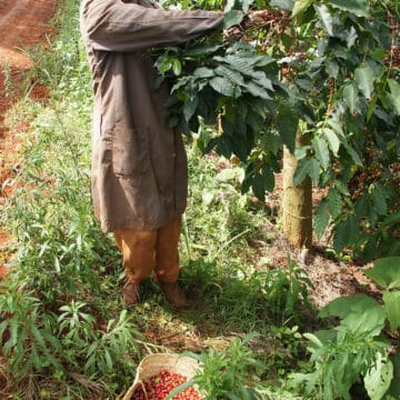 /056 Kenya — Rung'eto Kiangoi - Image 3