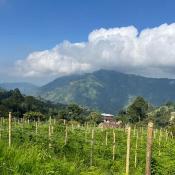 /057 Colombia — Arsenio Sandoval — Chiroso - Image 4
