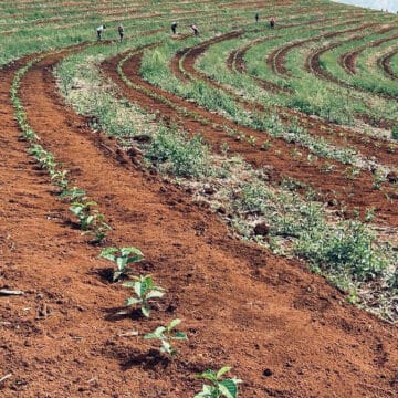 /054 Brazil Exceptional set — Fazenda Guariroba - Image 4