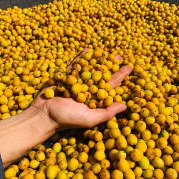 /054 Brazil Exceptional set — Fazenda Guariroba - Image 3