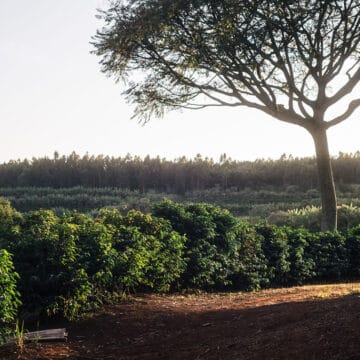 /054 Brazil Exceptional set — Fazenda Guariroba - Image 2