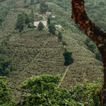 EUGENIOIDES Colombia — Finca La Inmaculada - Image 2