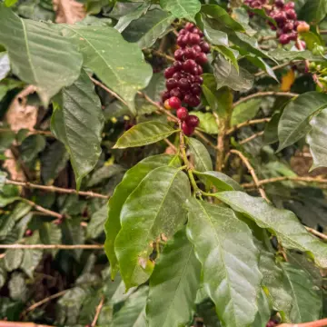 GESHA Honduras — Las Virginias [COE #4] - Image 3